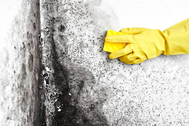 Best Residential Mold Removal  in Glasgow, KY