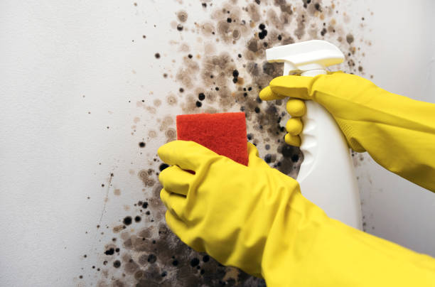 Best Mold Damage Repair  in Glasgow, KY